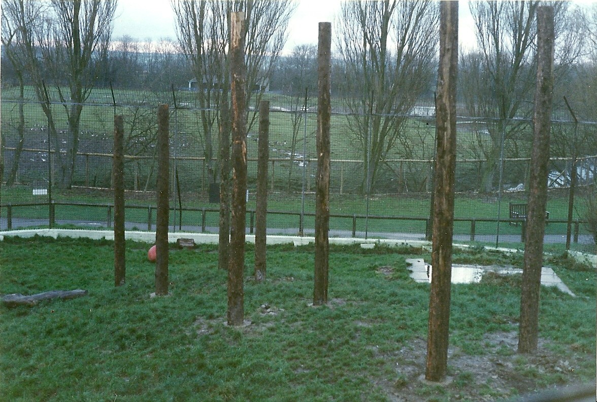 New platform for Siberian Tigers under construction 4th December 1999