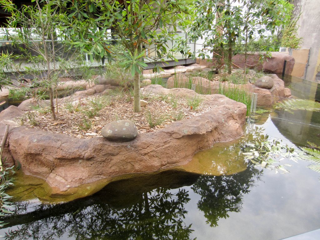 New platypus exhibit