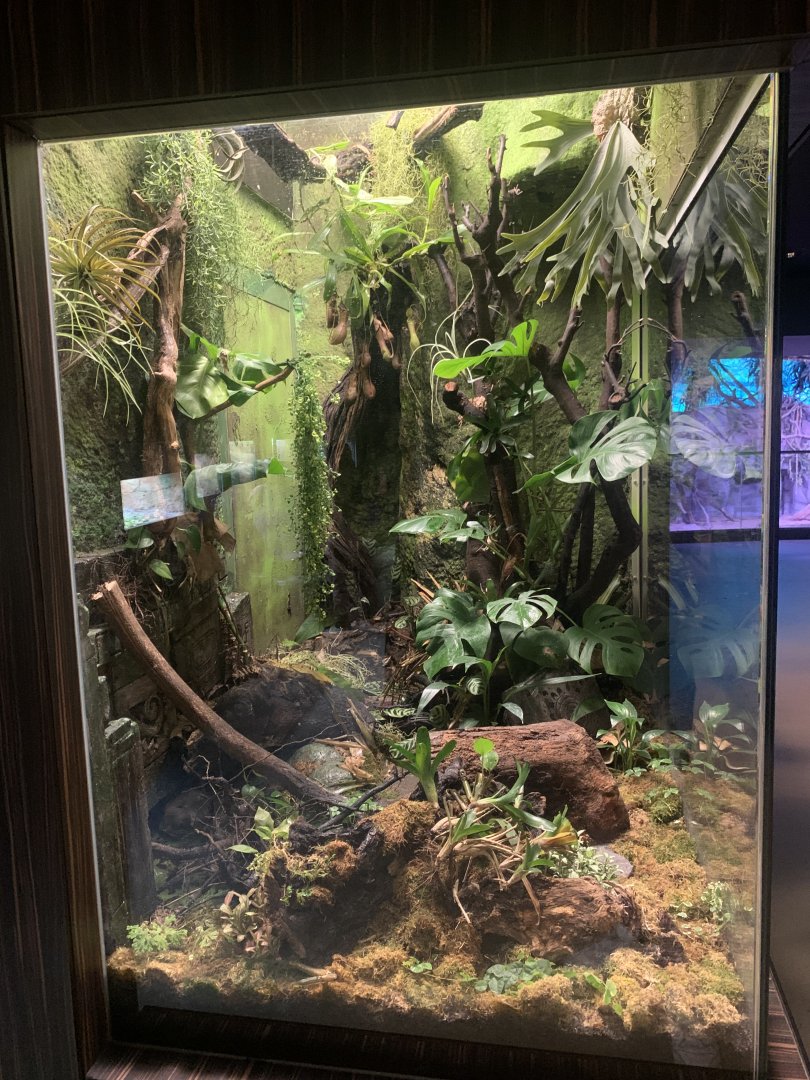 New Poison Dart Frog enclosure (former Giant Toad enclosure)