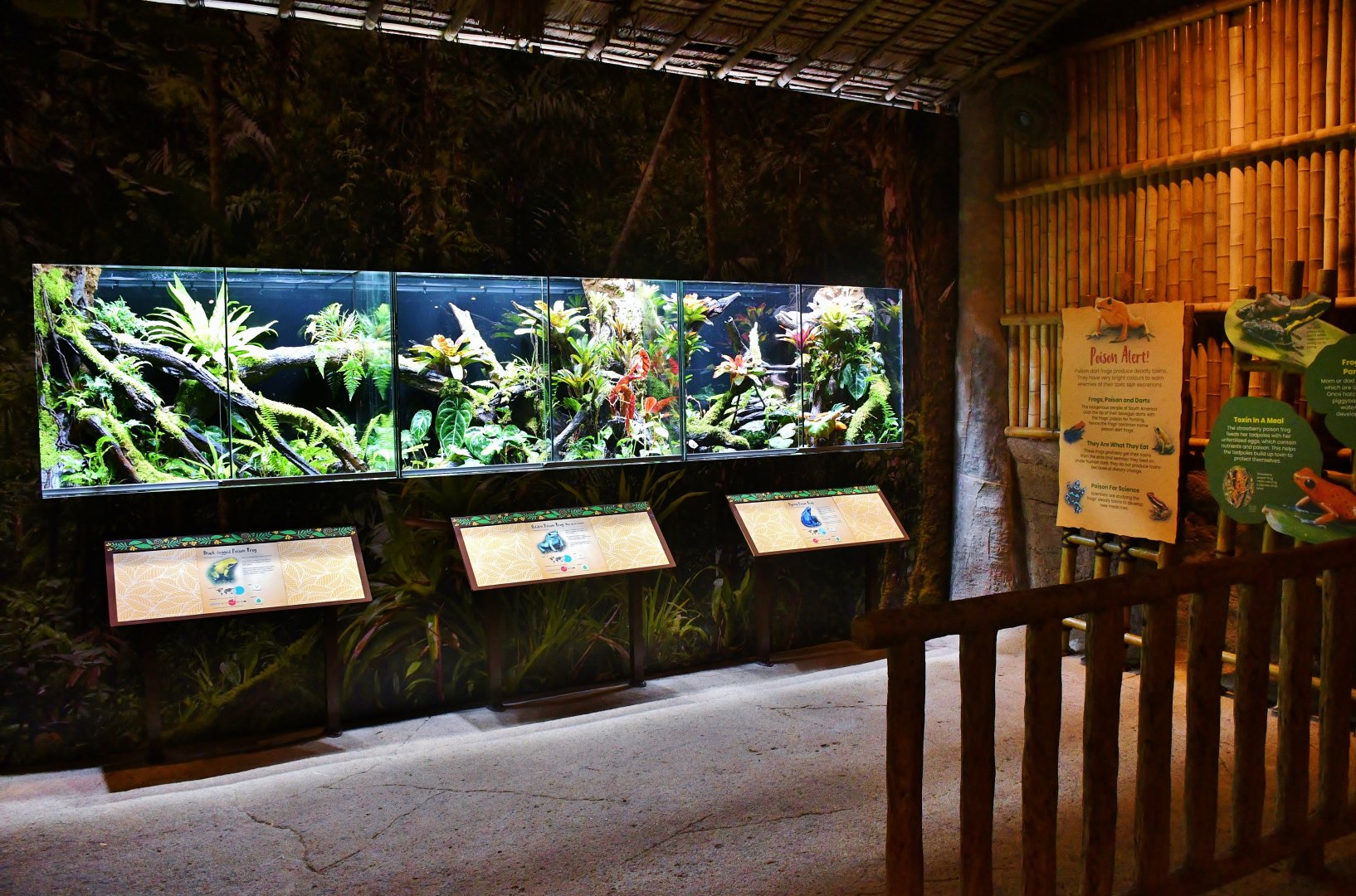 New Poison Dart Frog exhibit