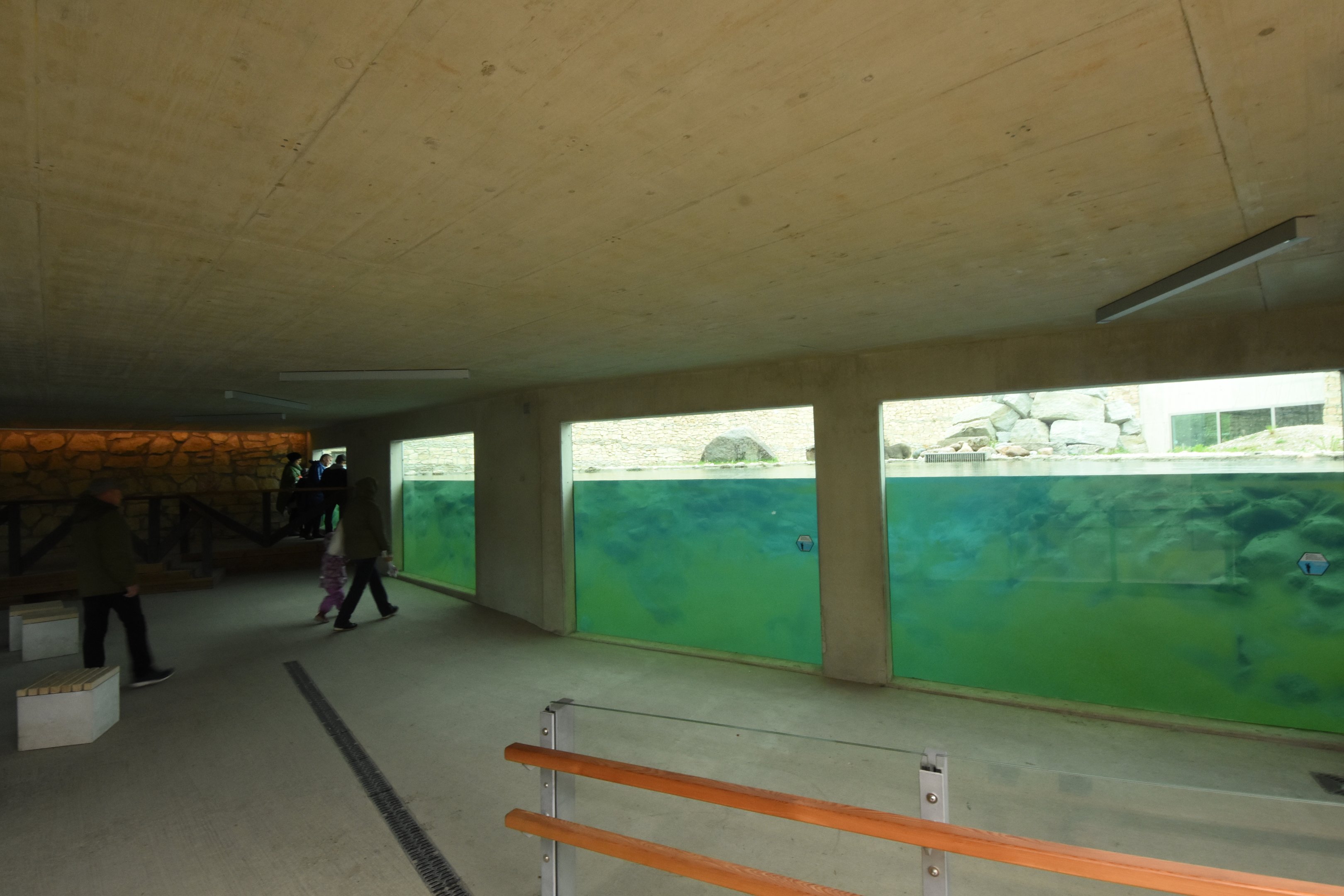 New polar bear enclosure underwater view