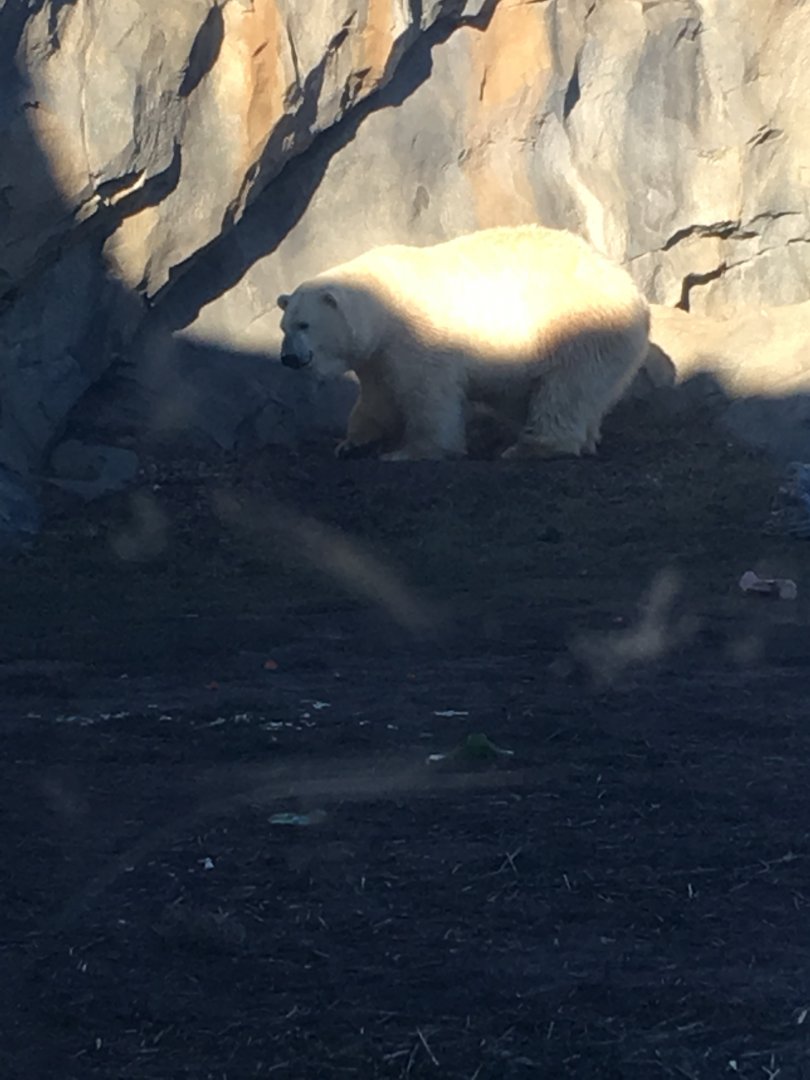 New Polar Bear - Nan