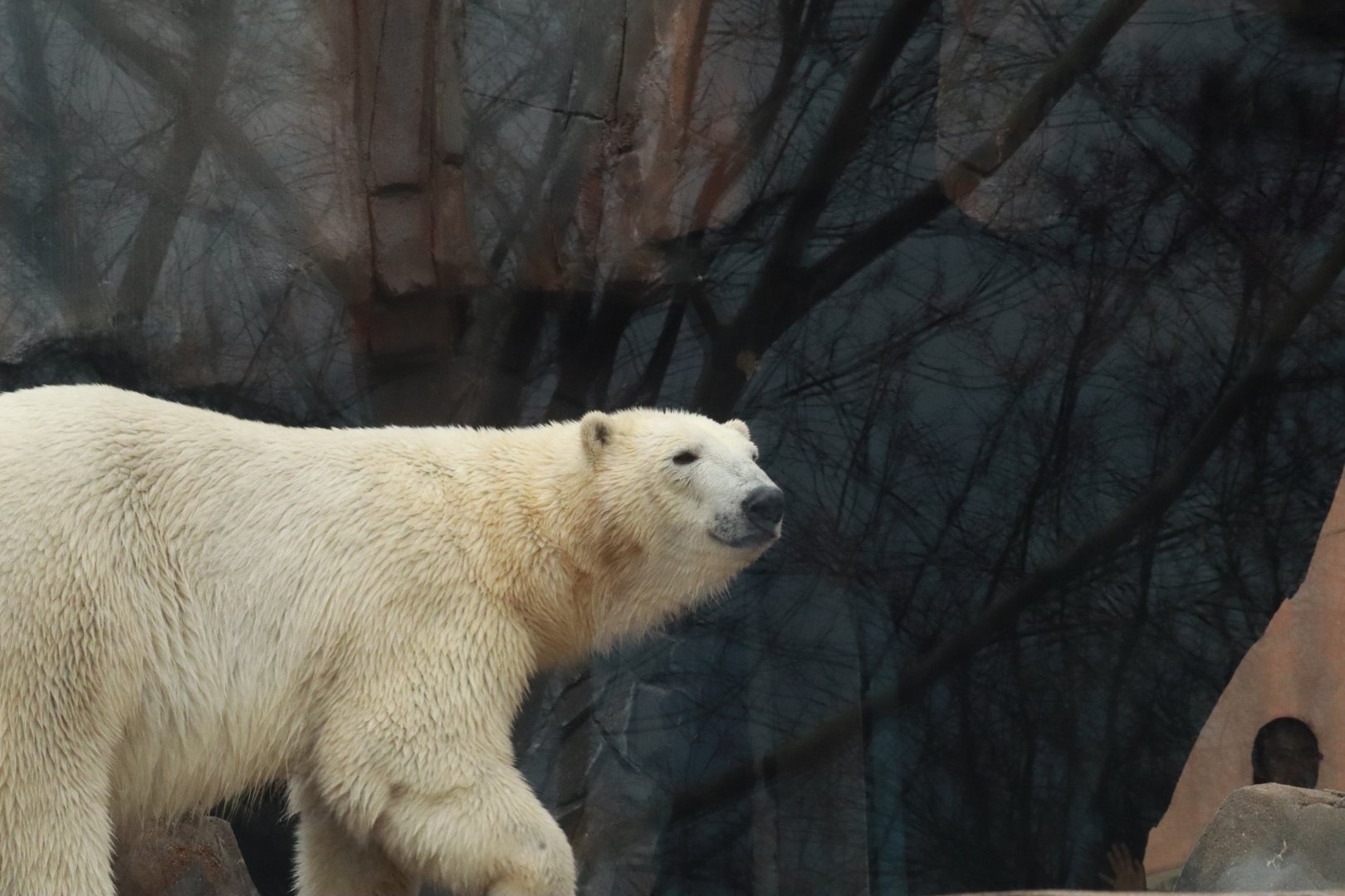 New Polar Bears- April 2025