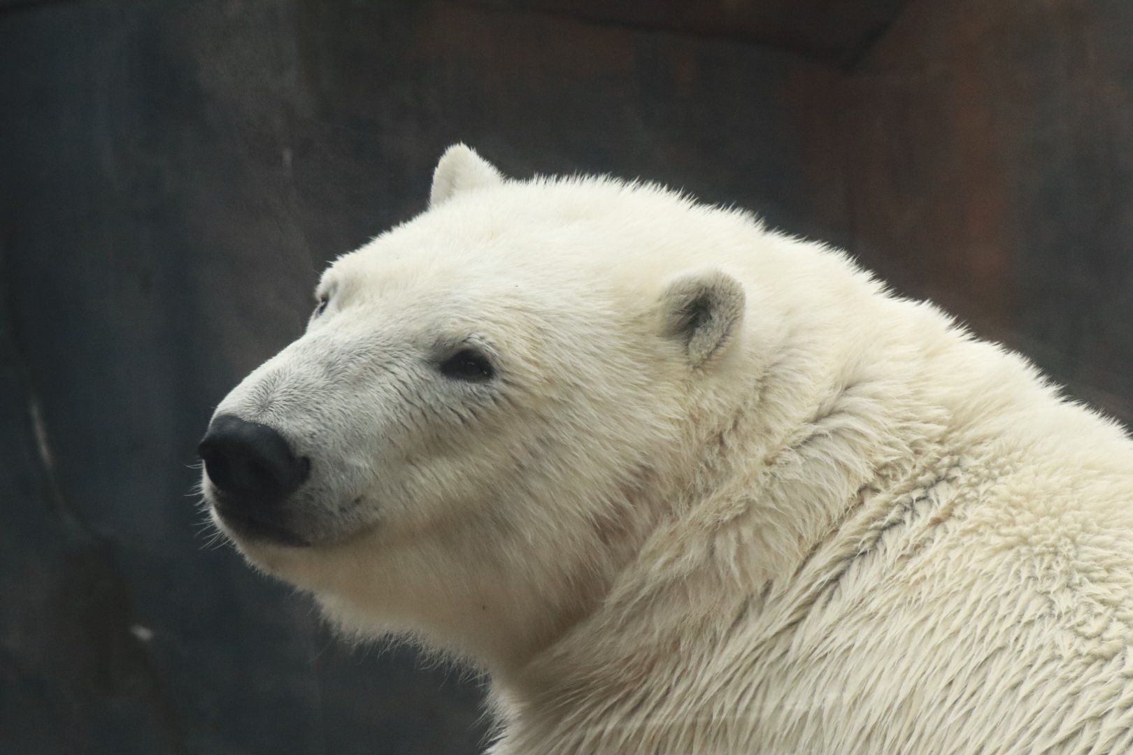 New Polar Bears- April 2025
