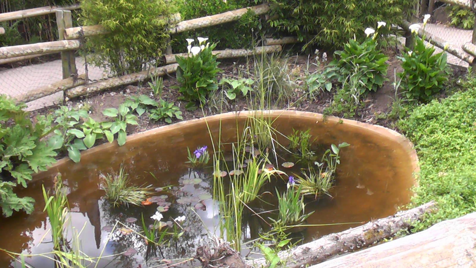 New Pond? Elephant House 19.6.10