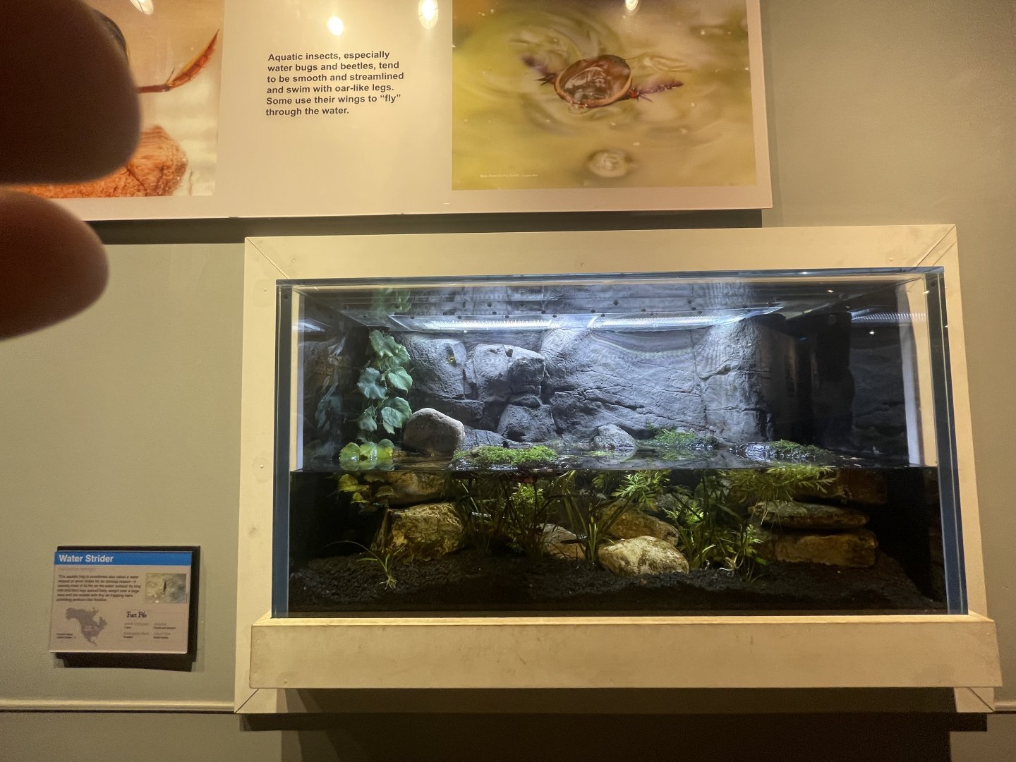 New Pond Strider/Skater Tank