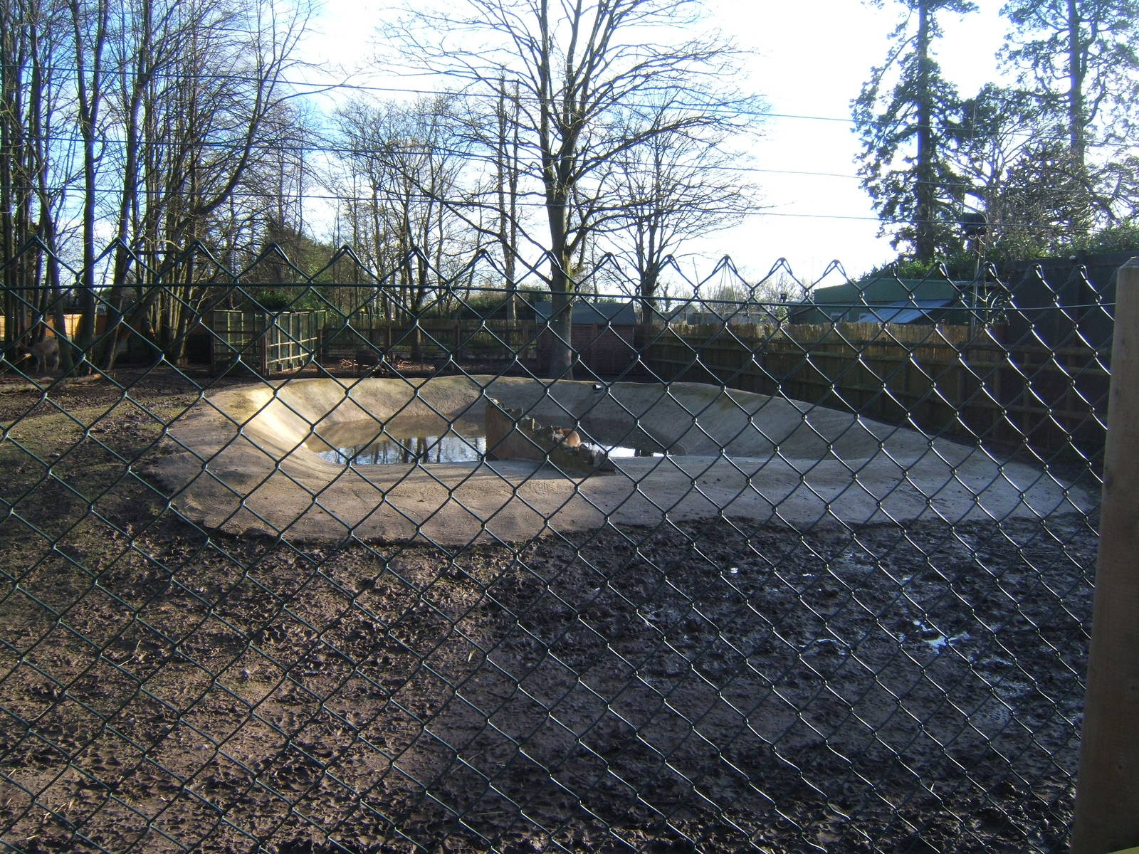 New pool in the South American Tapir enclosure