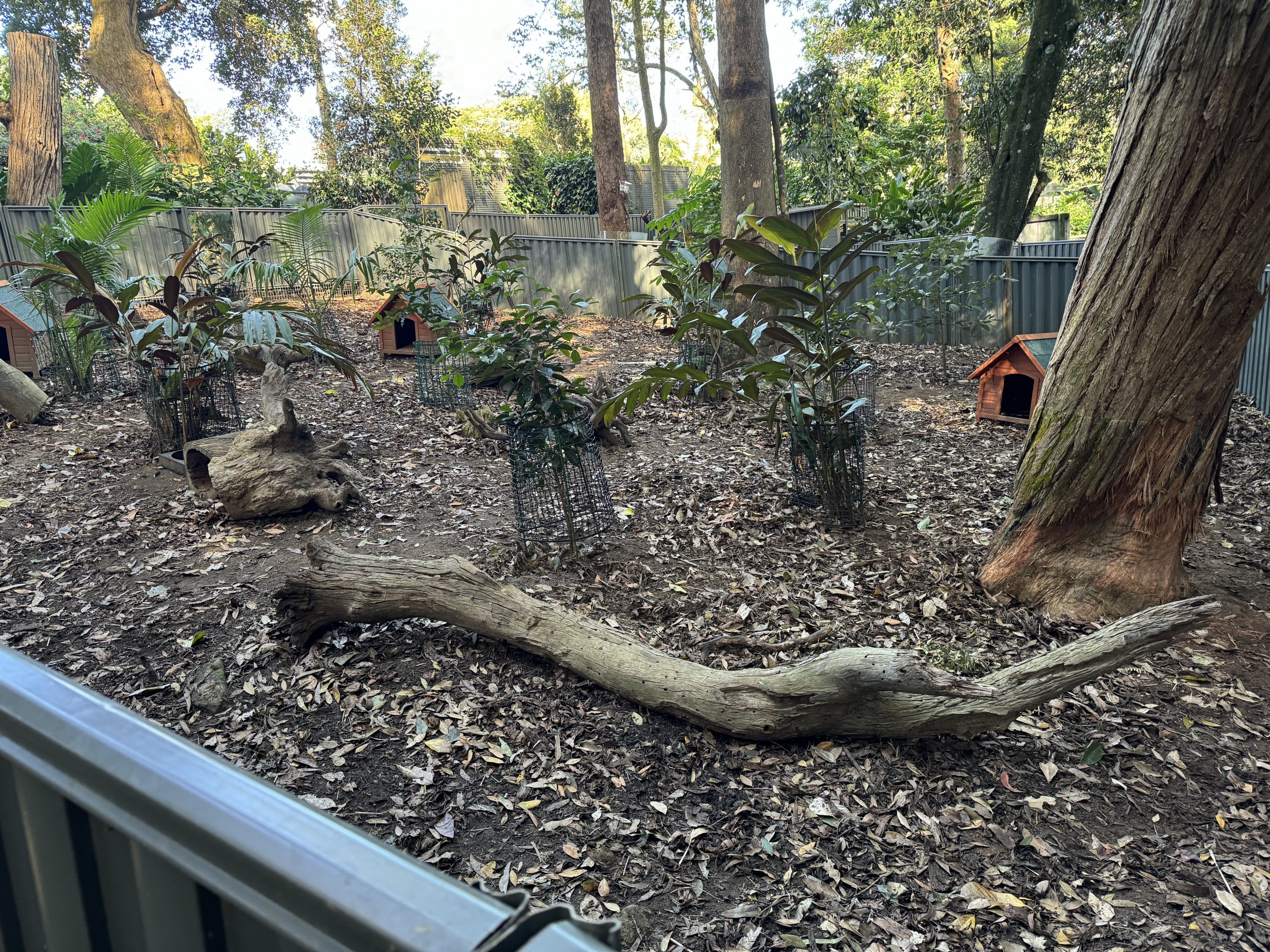 New potoroo/bettong enclosure