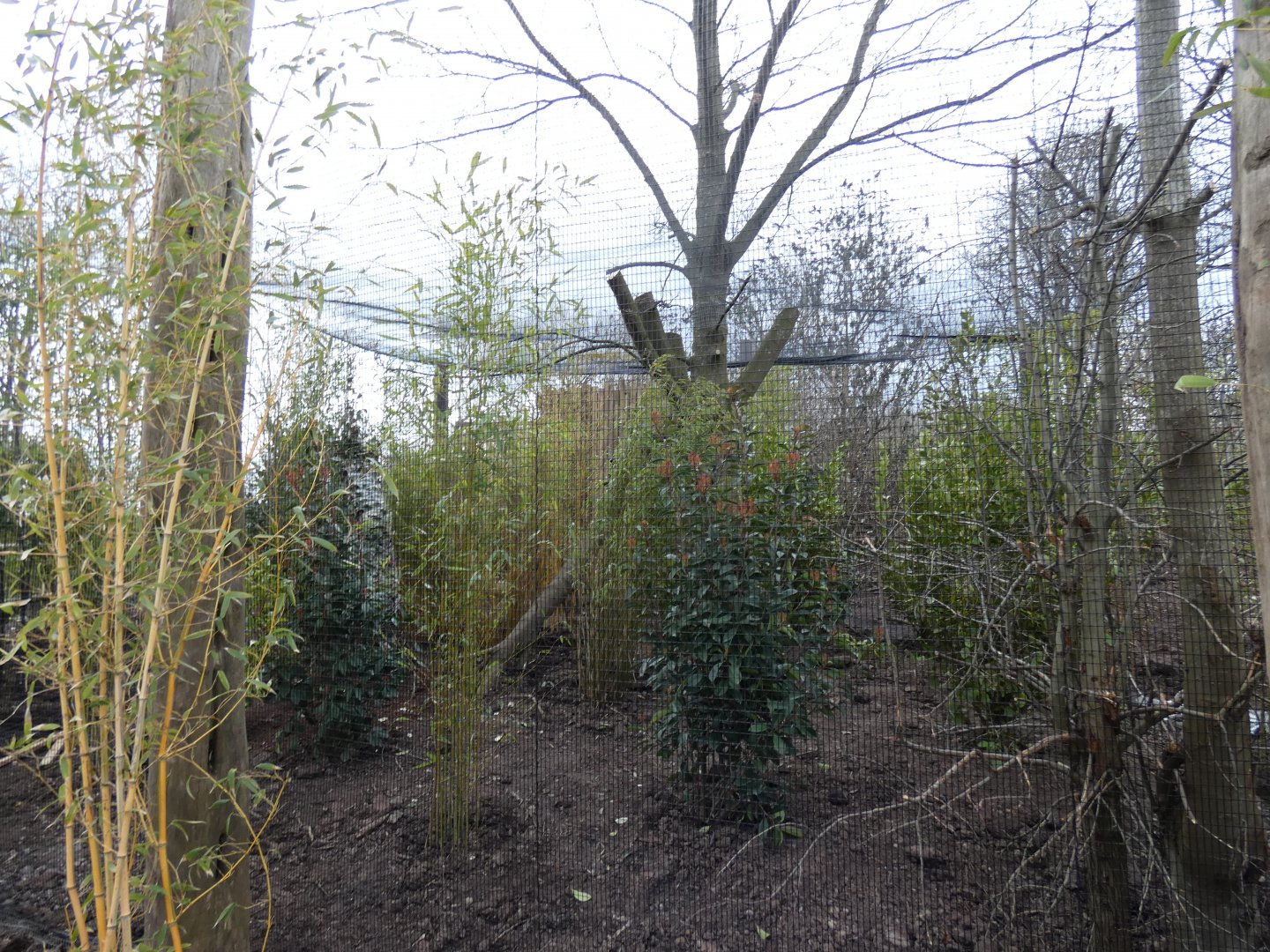 New Prevost's Squirrel enclosure in Islands