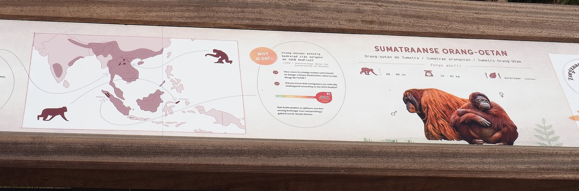New primates range map and Sumatran orangutan signage, 2023-07-26