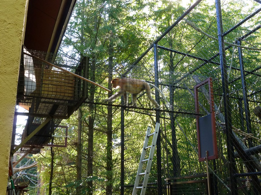 New proboscis monkey in cage tunnel