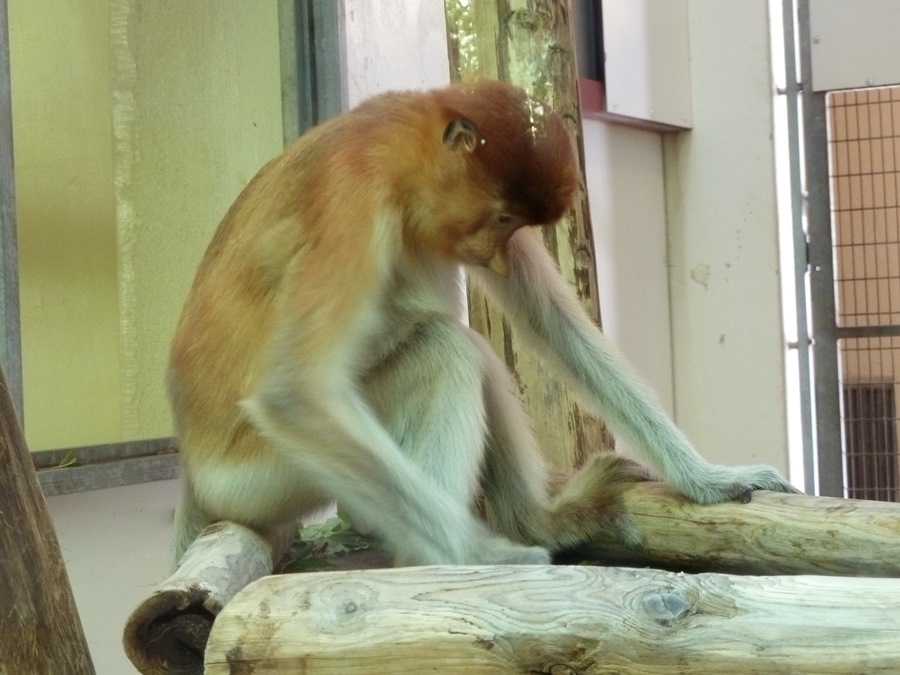 New proboscis monkey