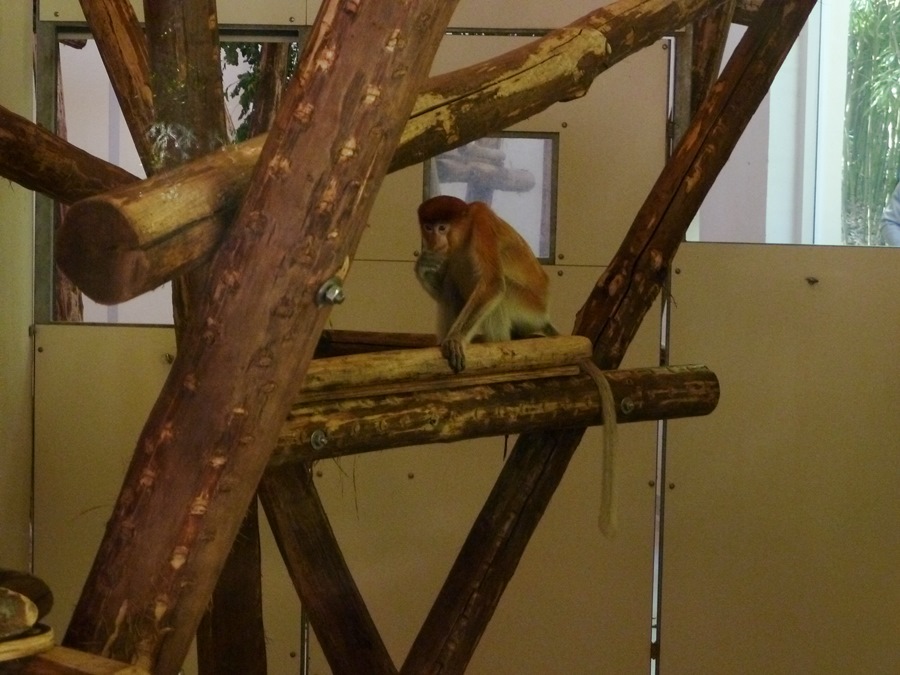 New proboscis monkey