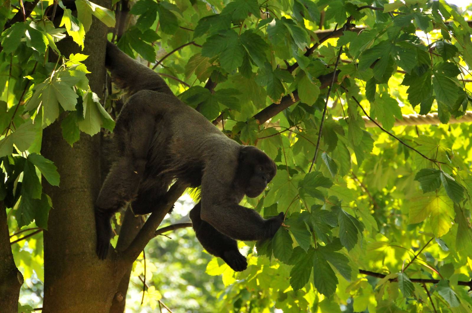 New Prof. Brandes-Haus