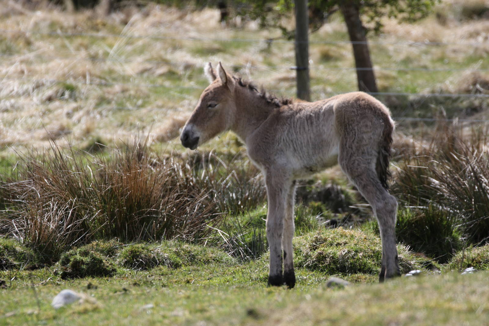 New Przewalski's Wild Horse