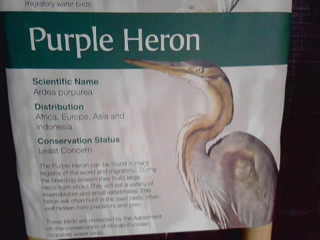 New Purple Heron Sign