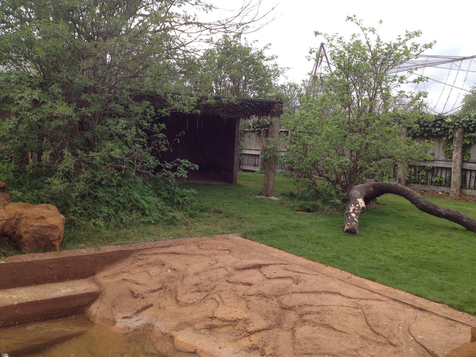 New pygmy hippo enclosure