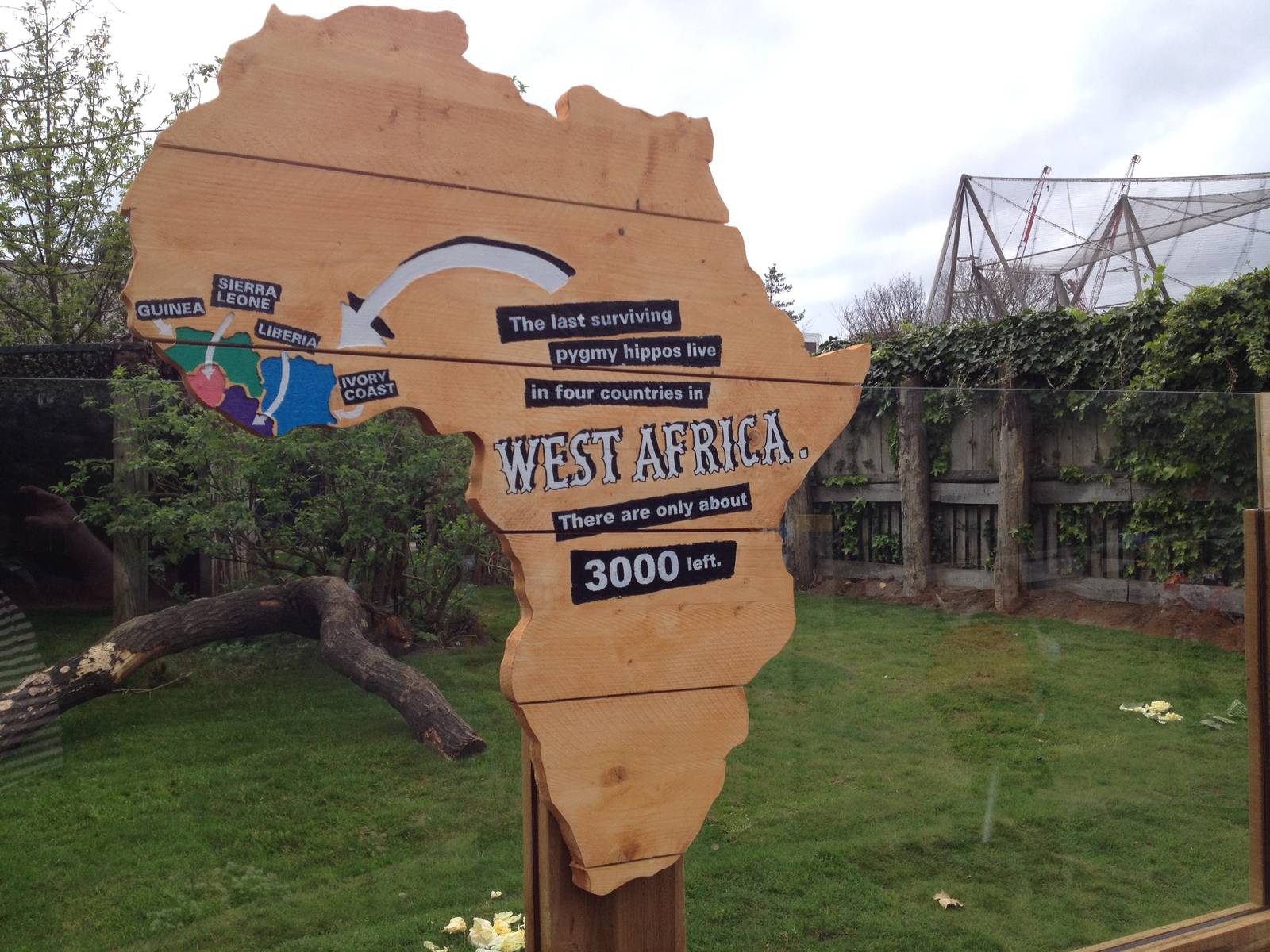 New pygmy hippo enclosure