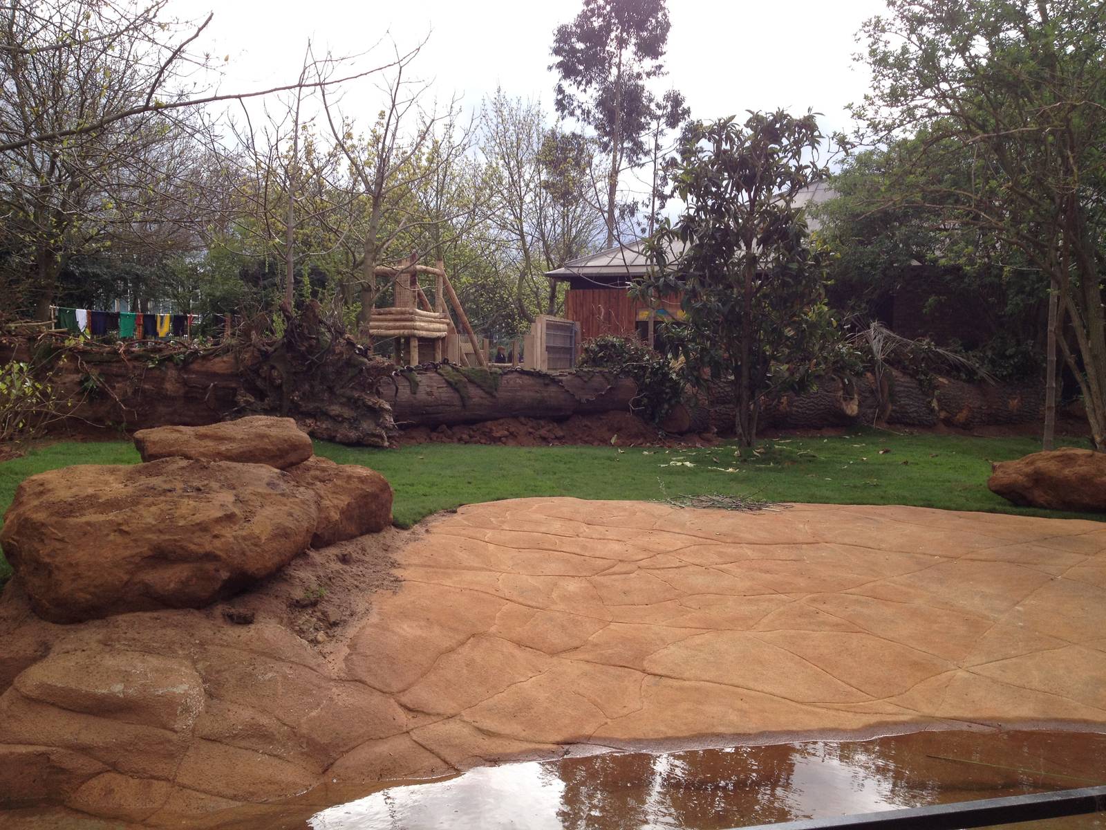 New pygmy hippo enclosure