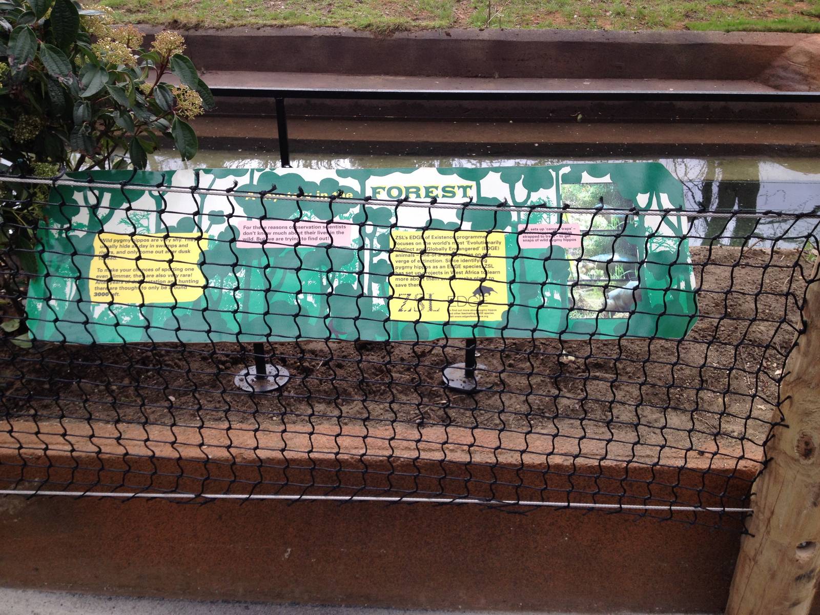 New pygmy hippo enclosure