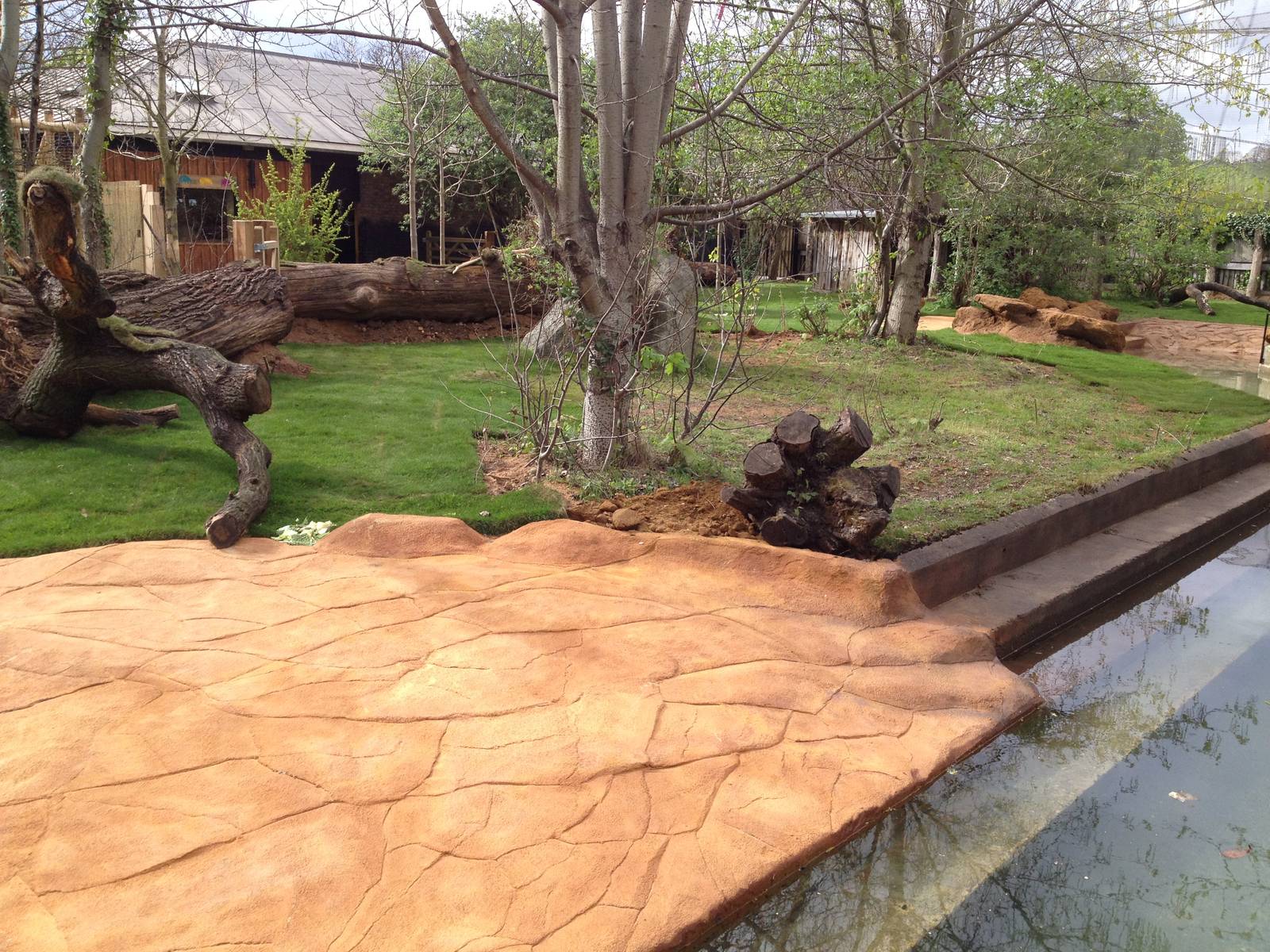 New pygmy hippo enclosure