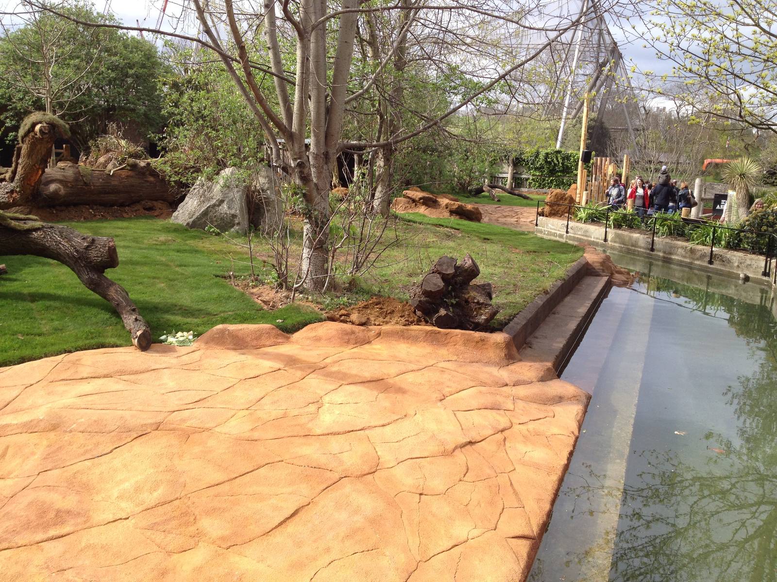 New pygmy hippo enclosure