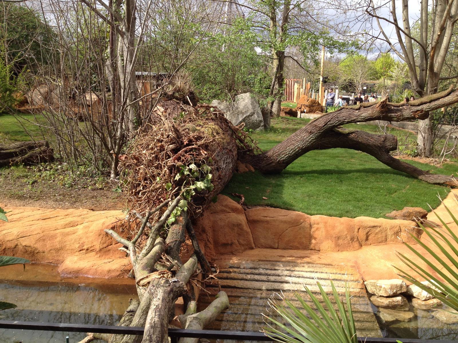 New pygmy hippo enclosure