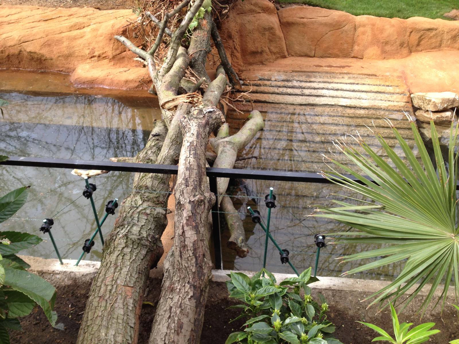 New pygmy hippo enclosure