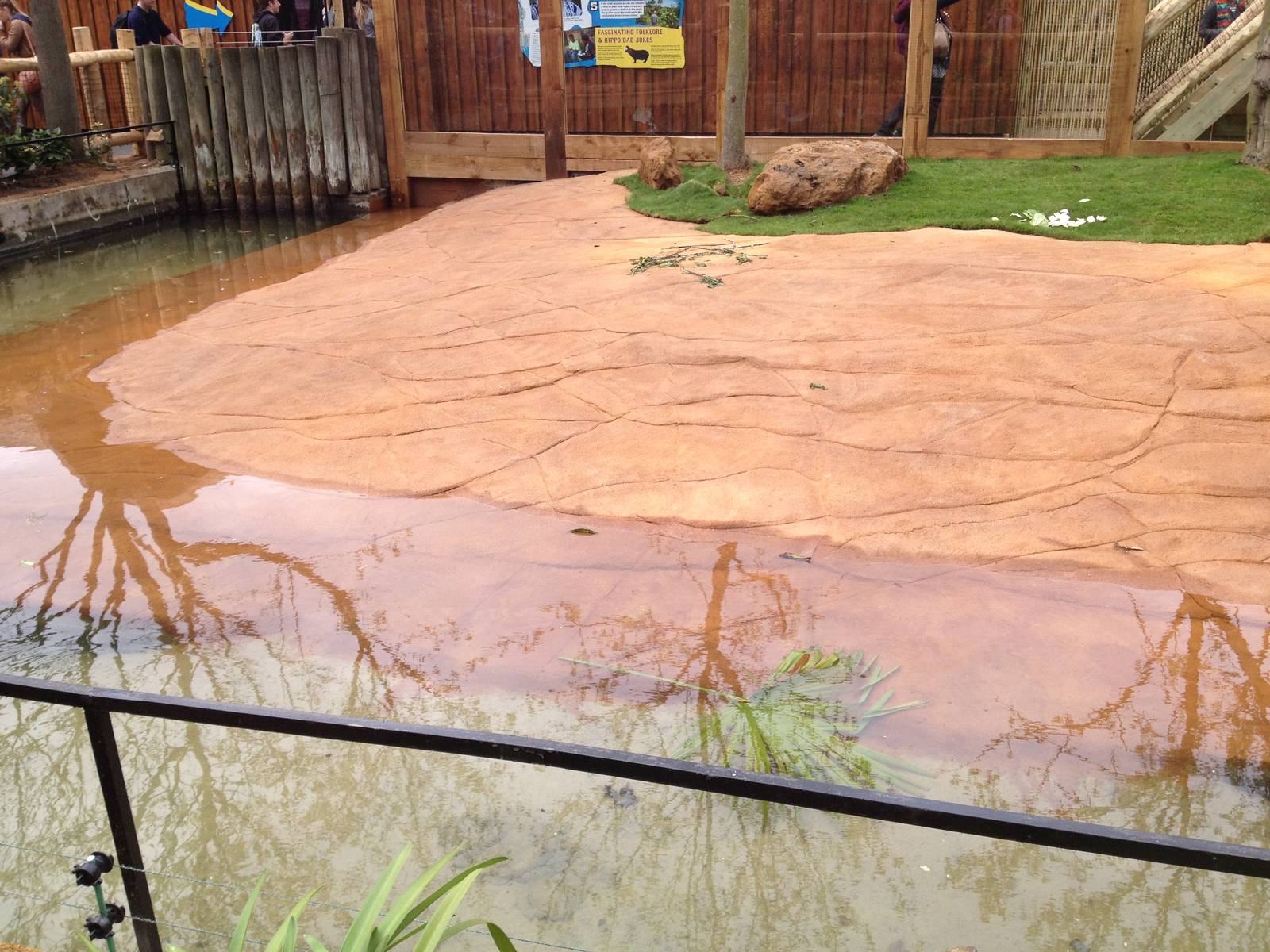 New pygmy hippo enclosure