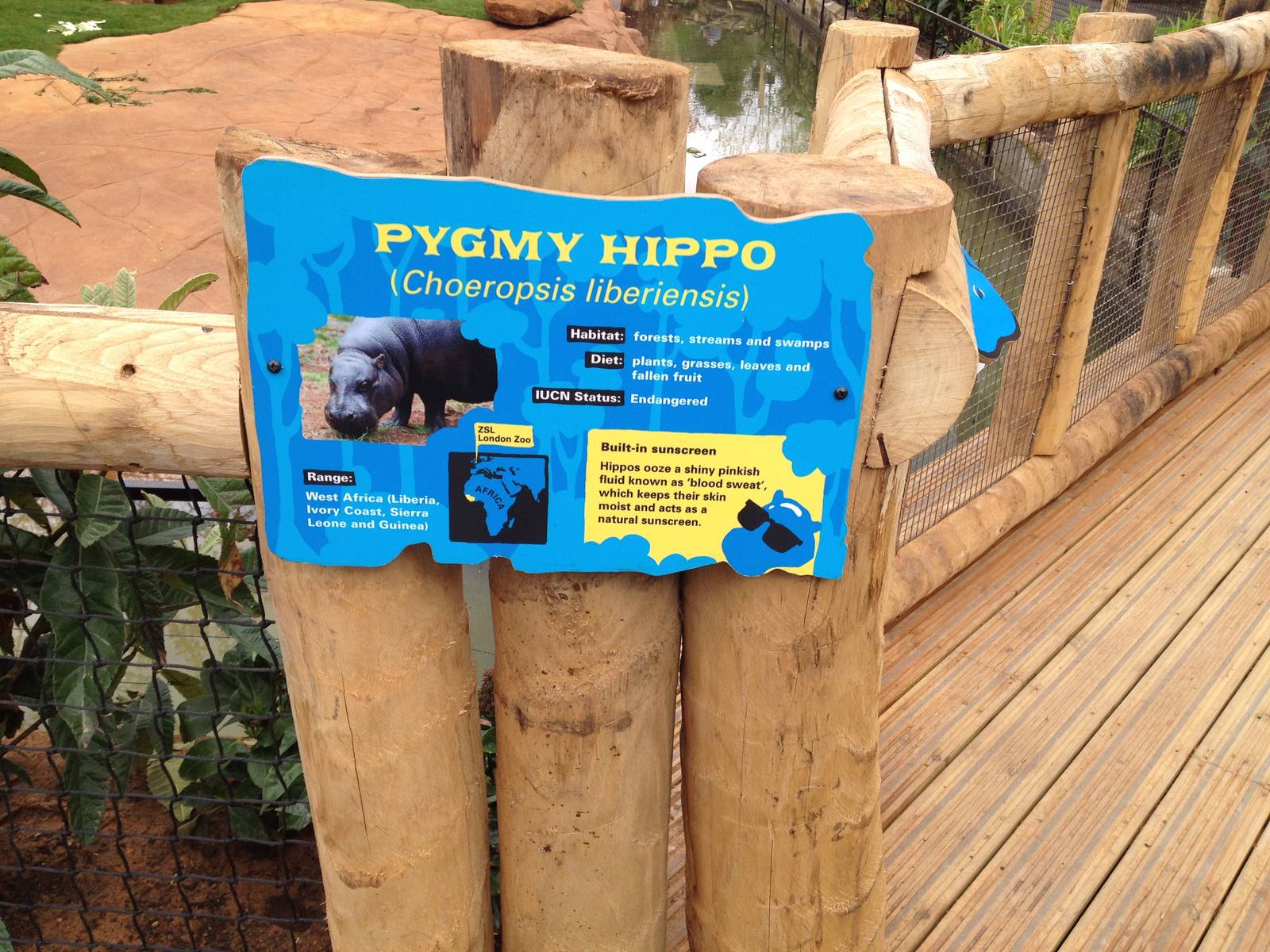 New pygmy hippo enclosure