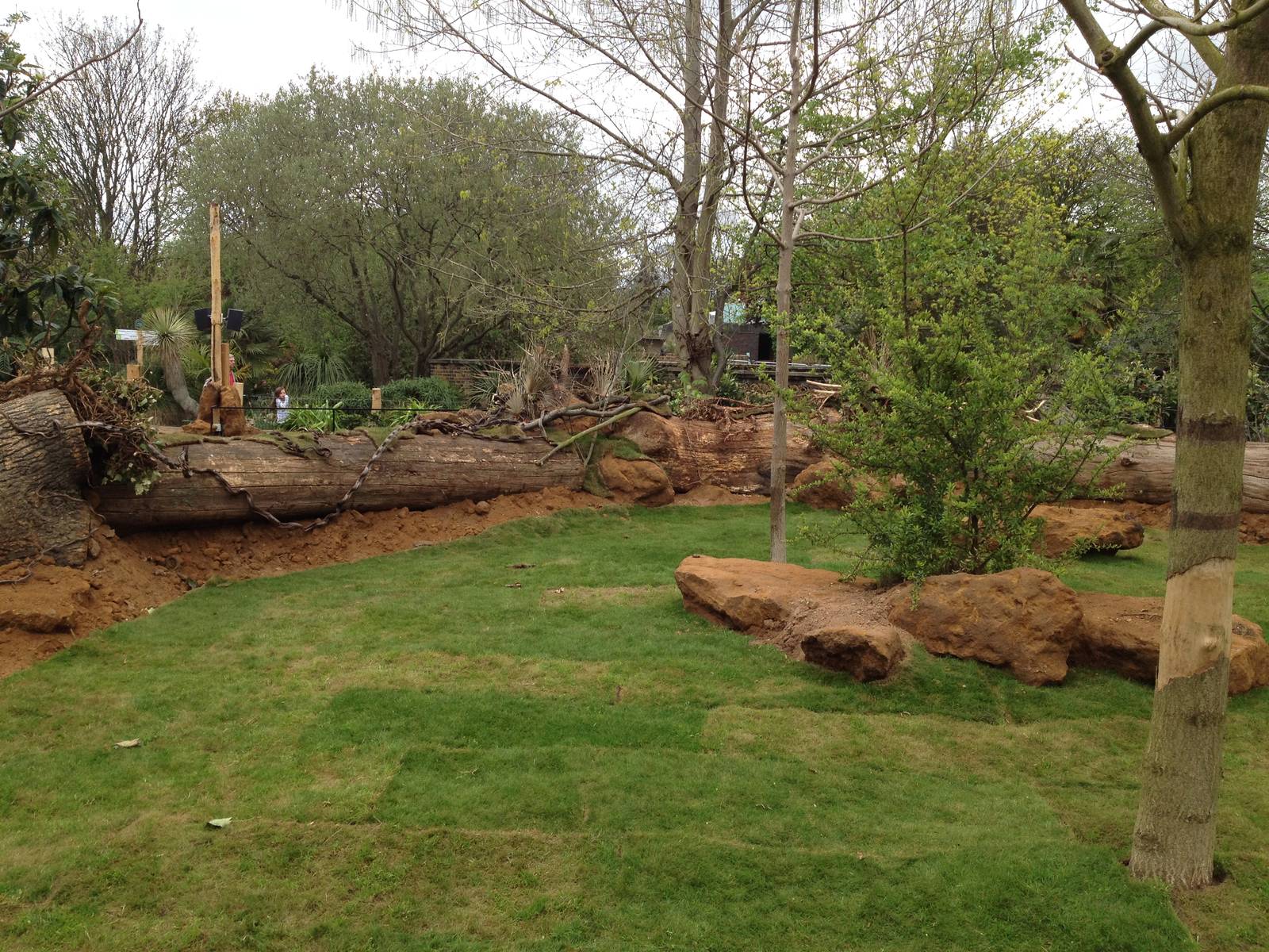 New pygmy hippo enclosure