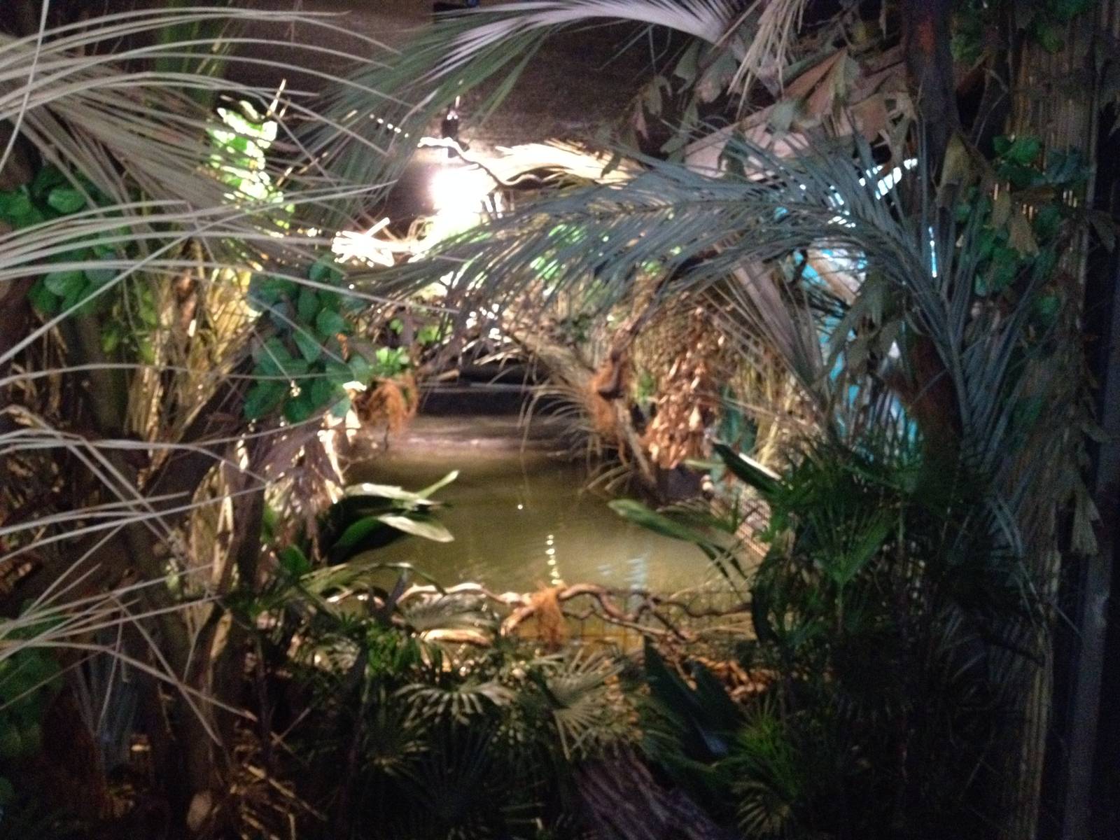 New pygmy hippo enclosure