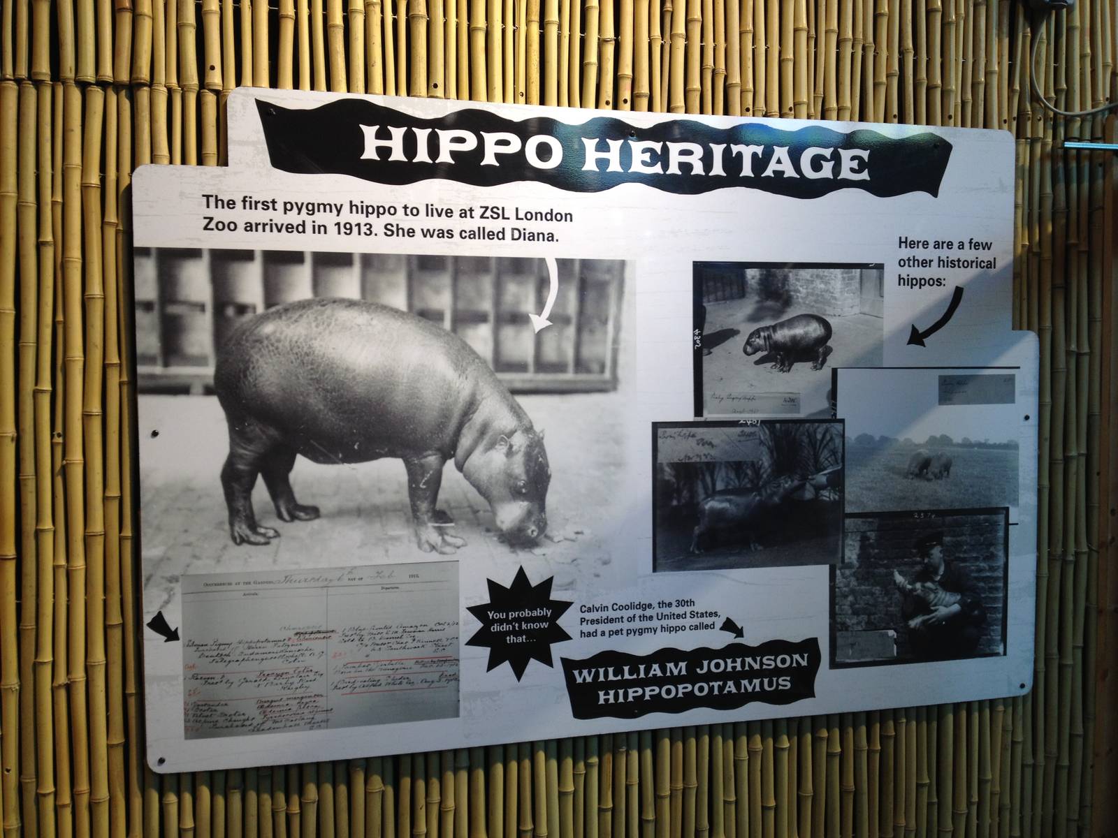 New pygmy hippo enclosure