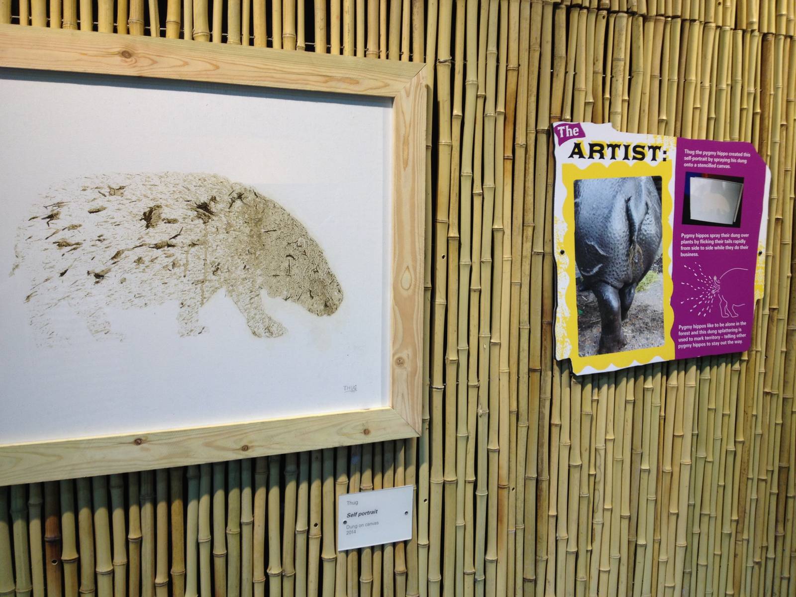 New pygmy hippo enclosure