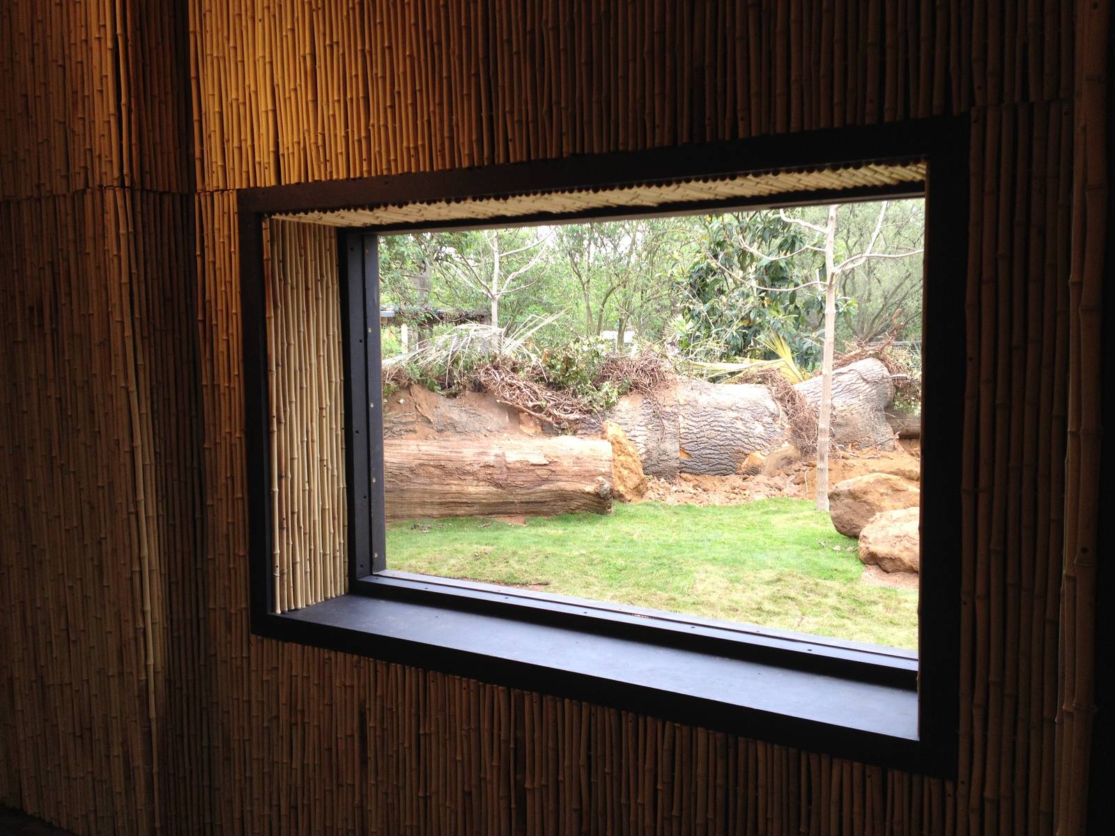 New pygmy hippo enclosure