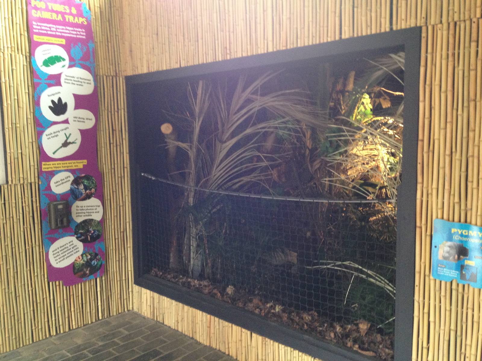 New pygmy hippo enclosure