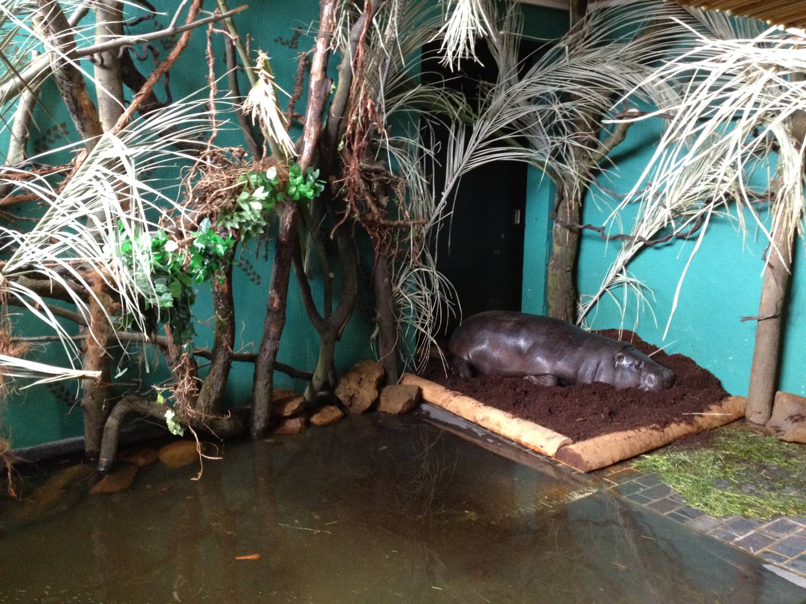 New pygmy hippo enclosure