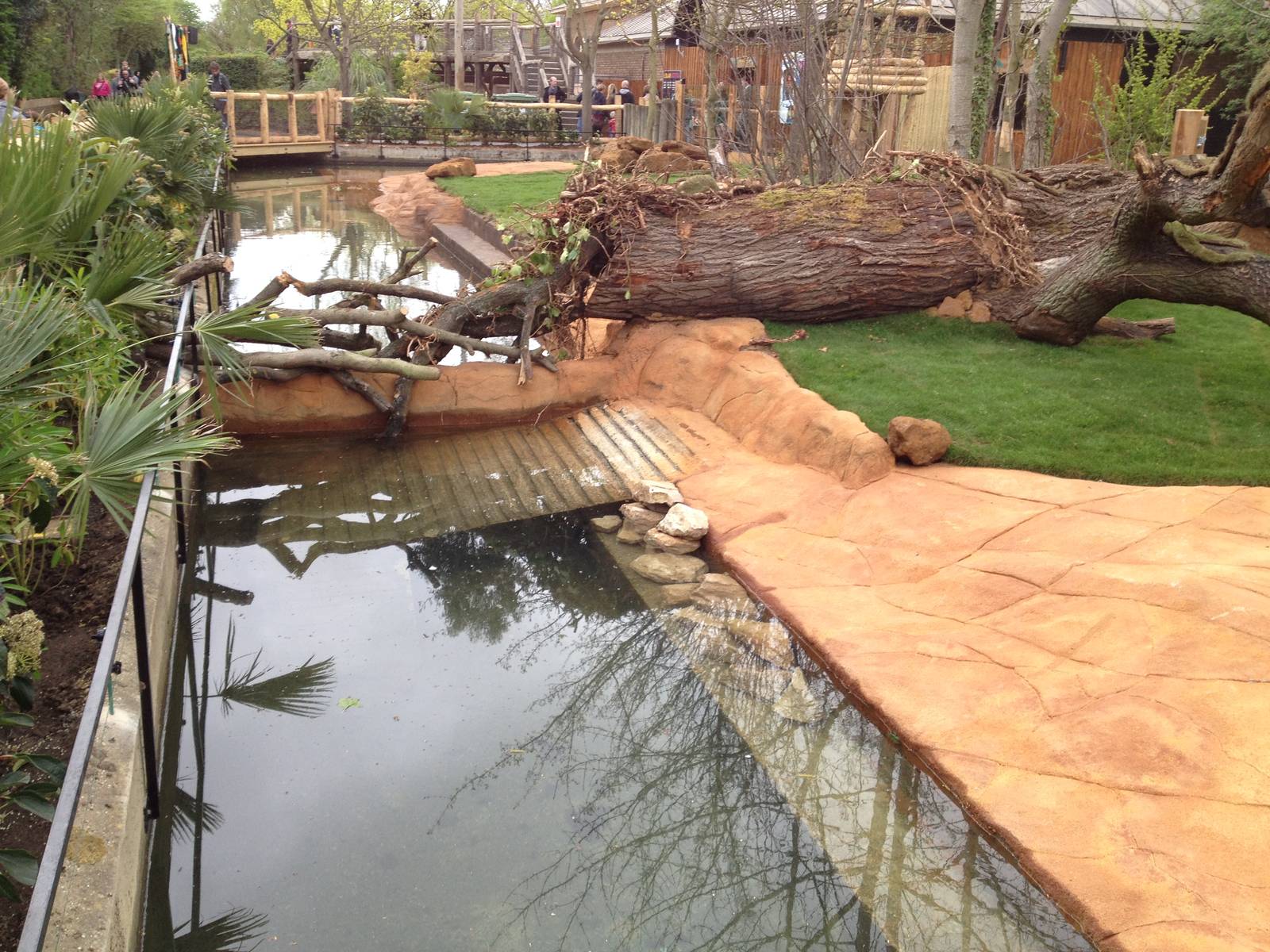 New pygmy hippo enclosure