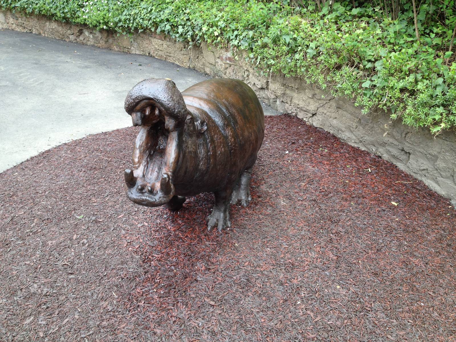 New pygmy hippo enclosure