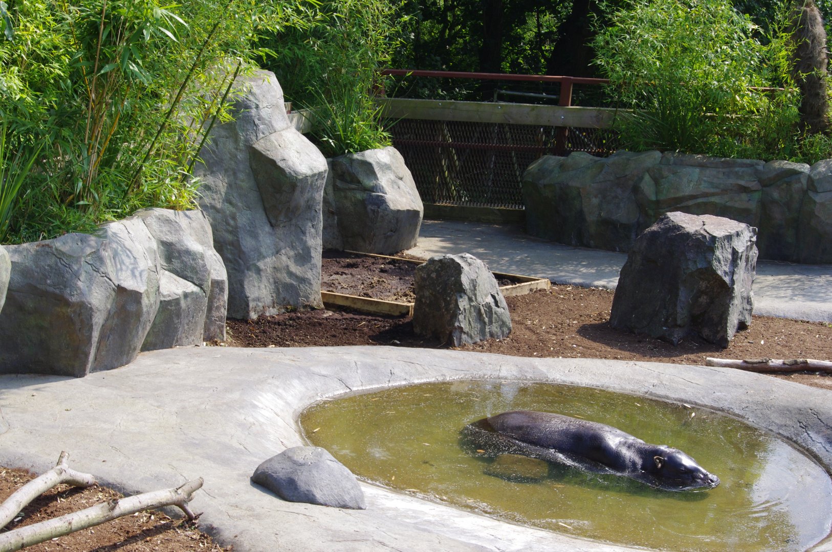 New Pygmy Hippo mud wallow?- 2/8/2024