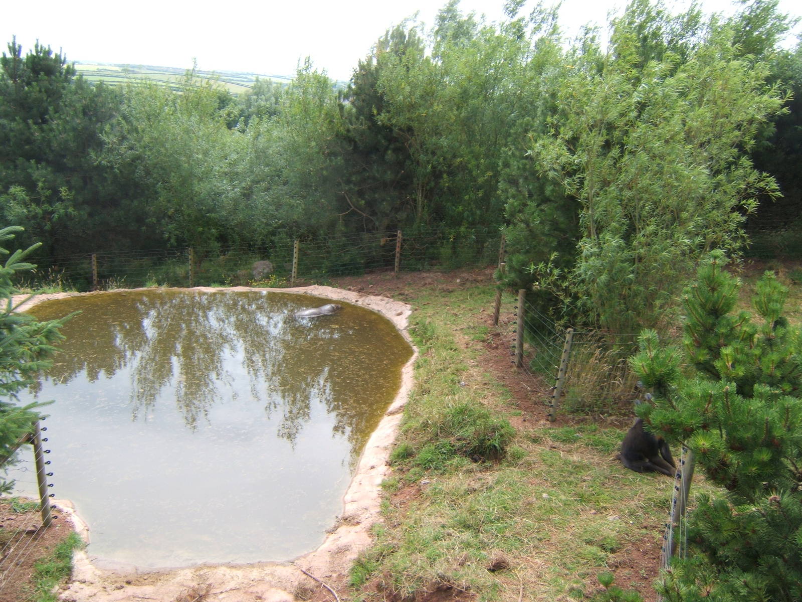 New Pygmy Hippo pool