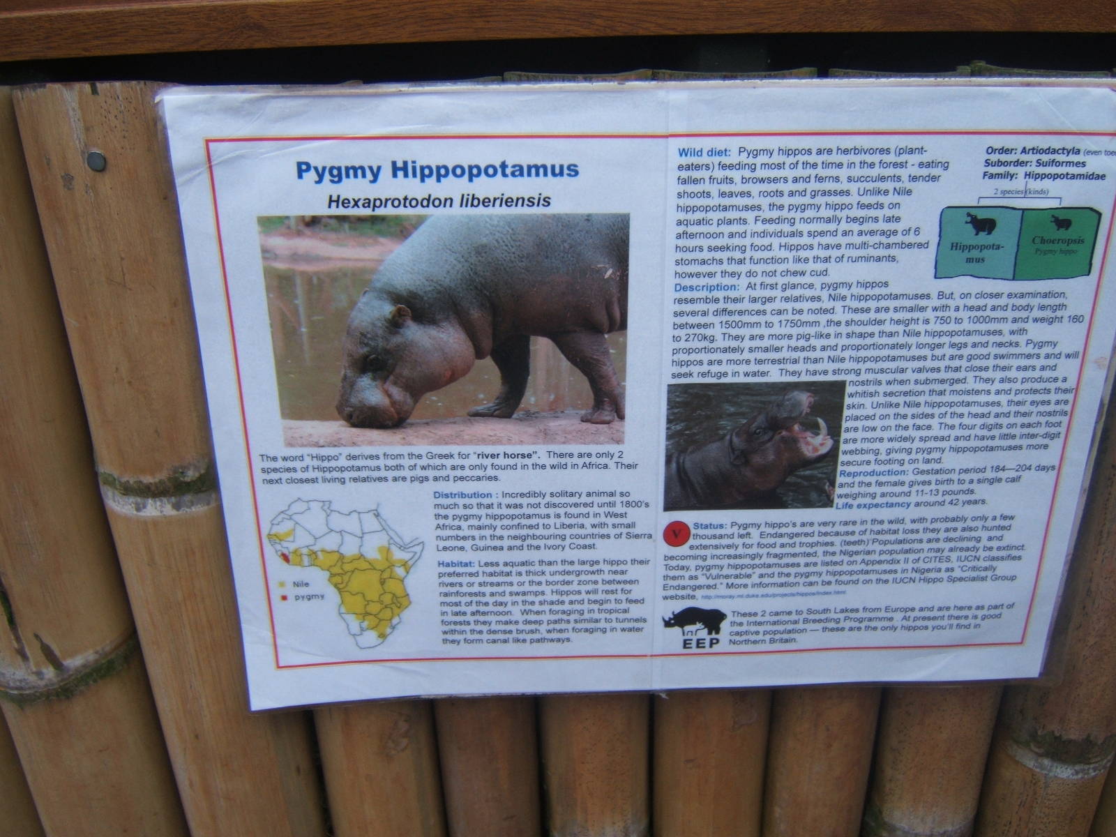New Pygmy Hippo sign