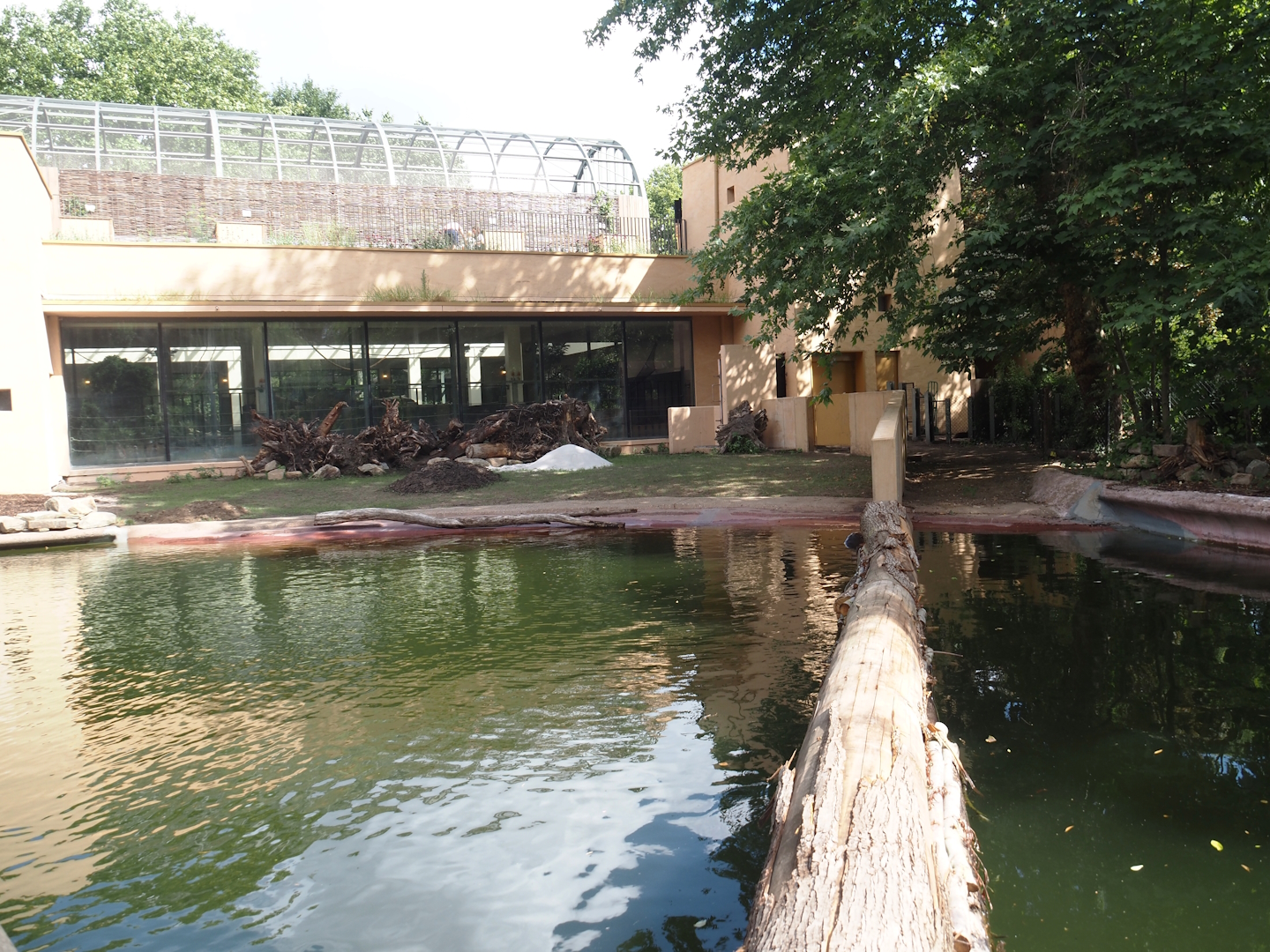 New pygmy hippopotamus exhibits in the renovated former common hippopotamus exhibit, 2025-07-21