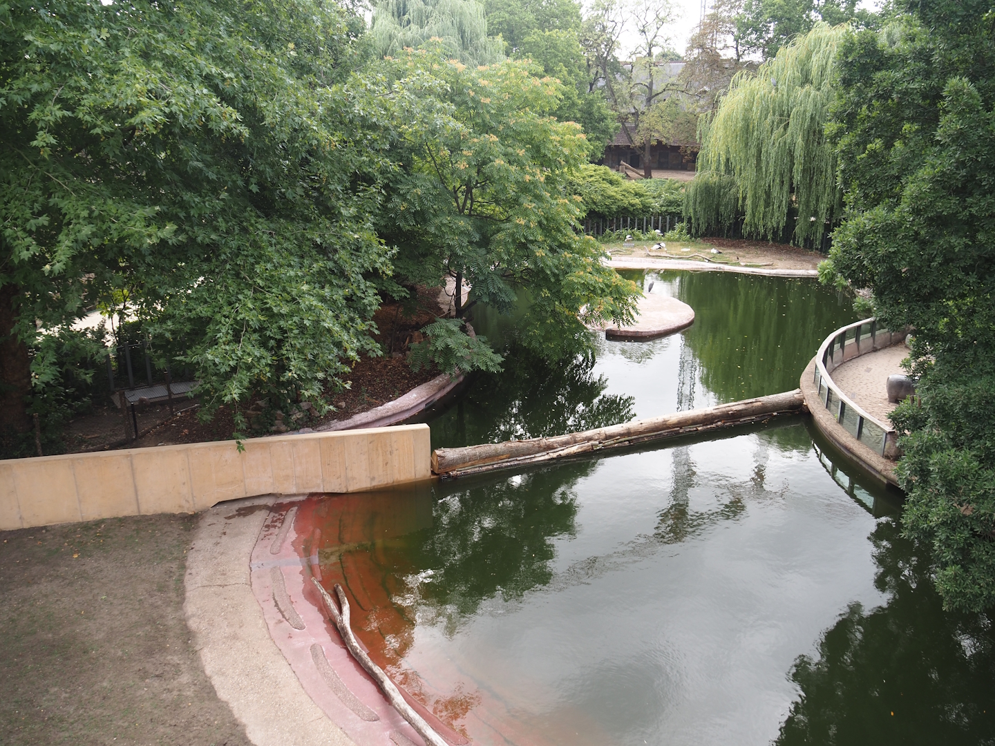 New pygmy hippopotamus exhibits in the renovated former common hippopotamus exhibit, 2025-07-21