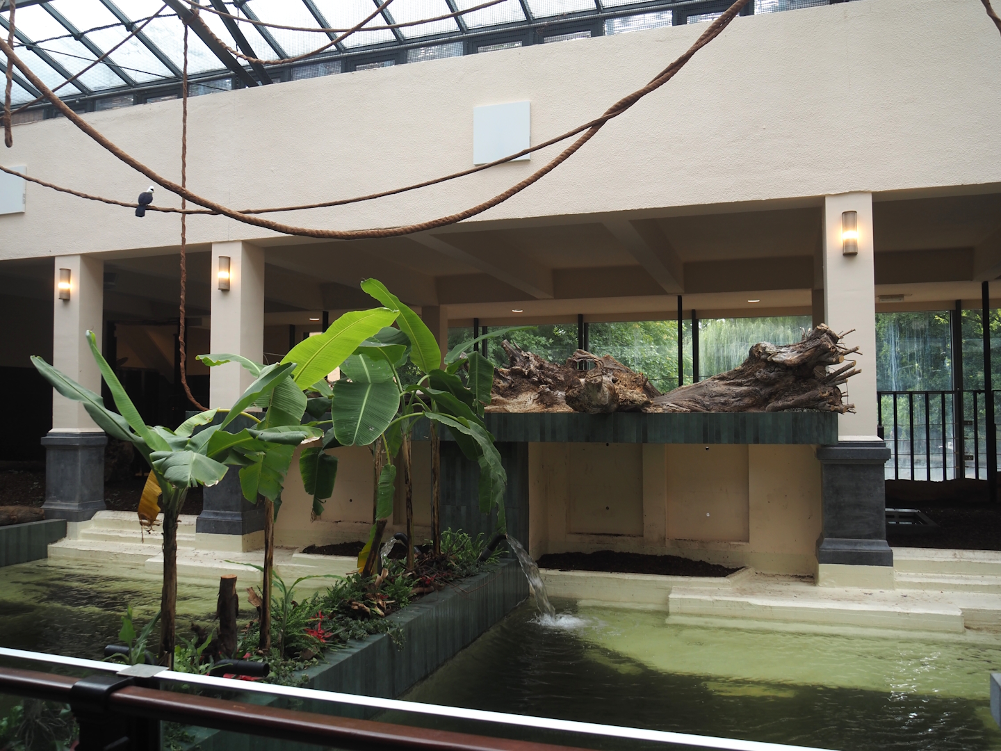 New pygmy hippopotamus indoor exhibit pools in renovated former common hippopotamus indoor housing, 2025-07-21