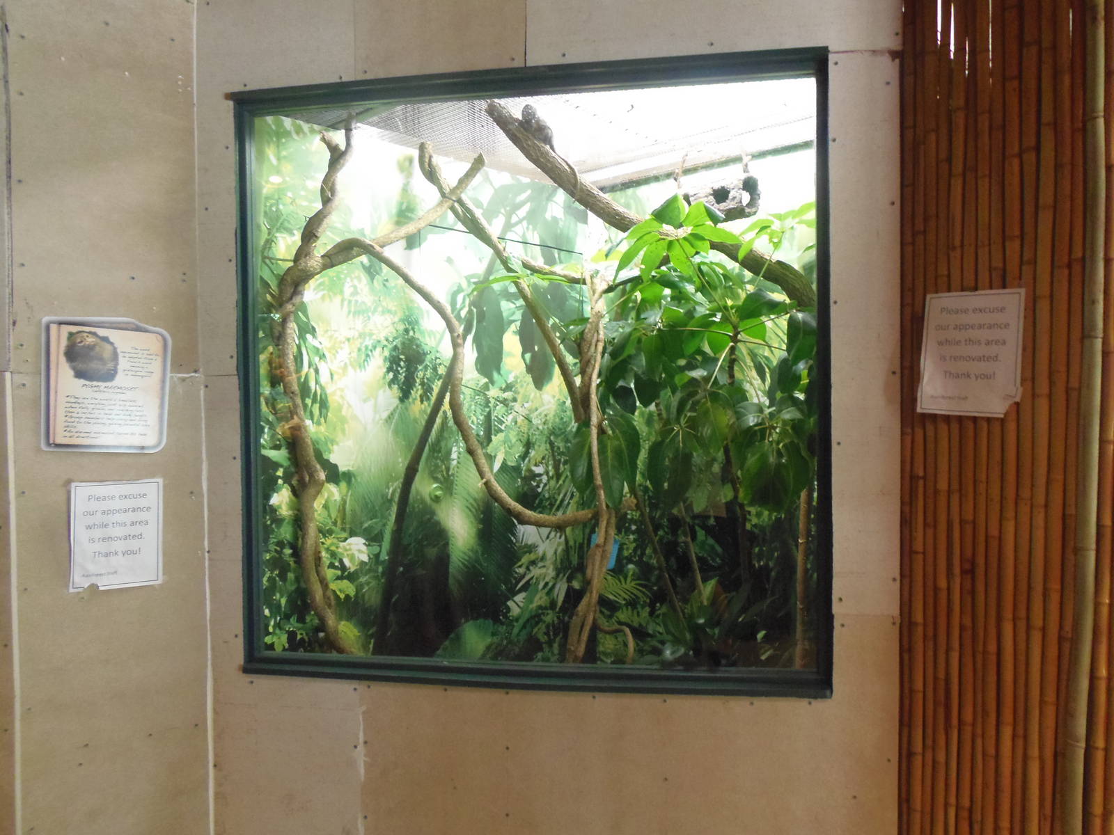 New Pygmy Marmoset Exhibit