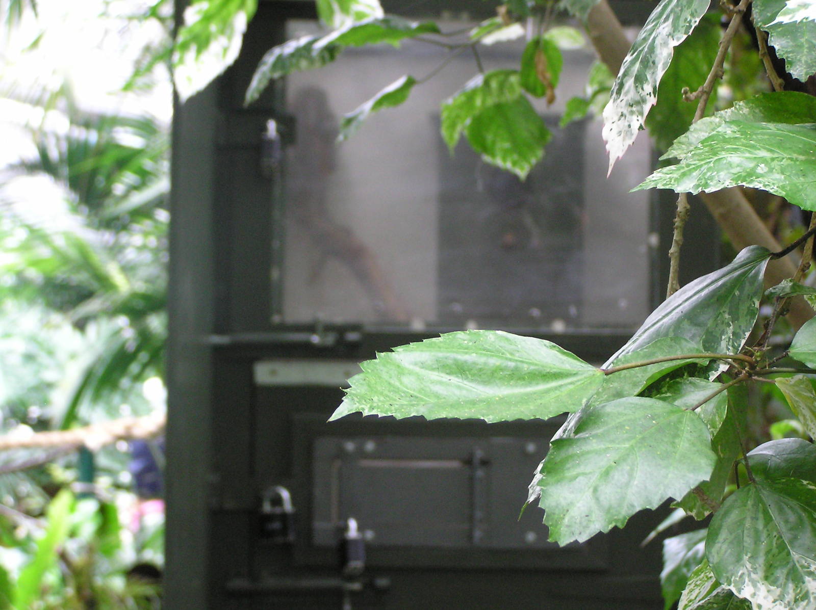 New Pygmy Marmoset Housing in Tropical World