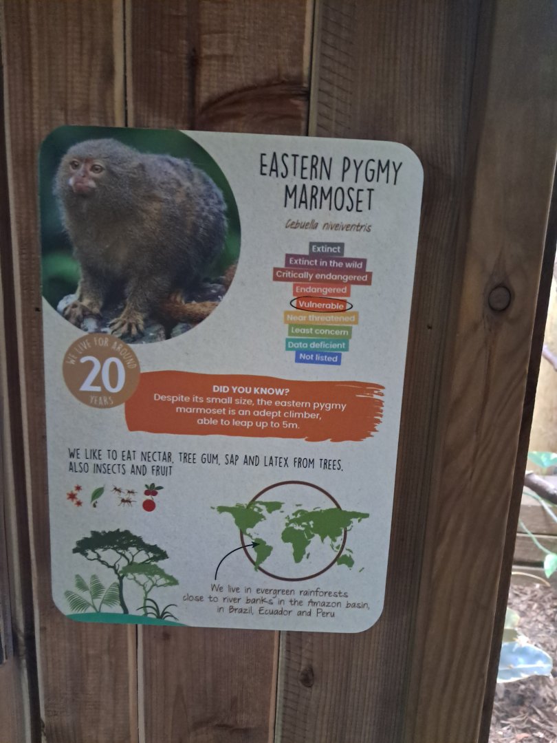 New Pygmy Marmoset signage- 31/5/2024