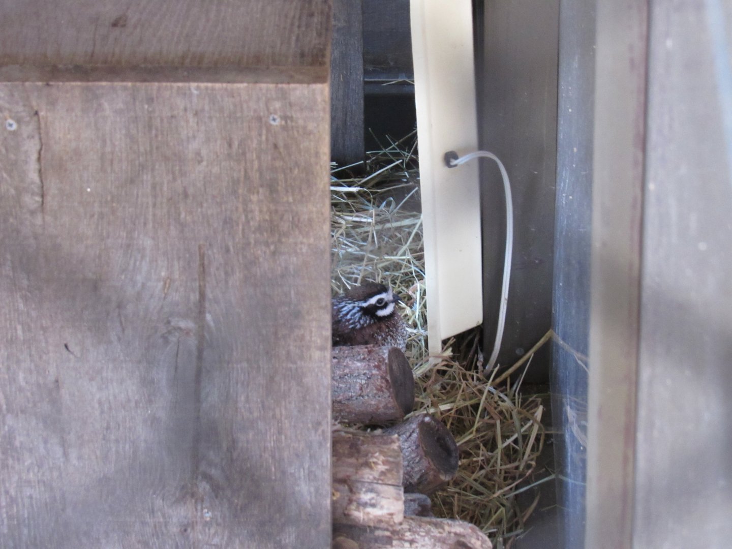 New Quails on Exhibit in Grizzly Ridge