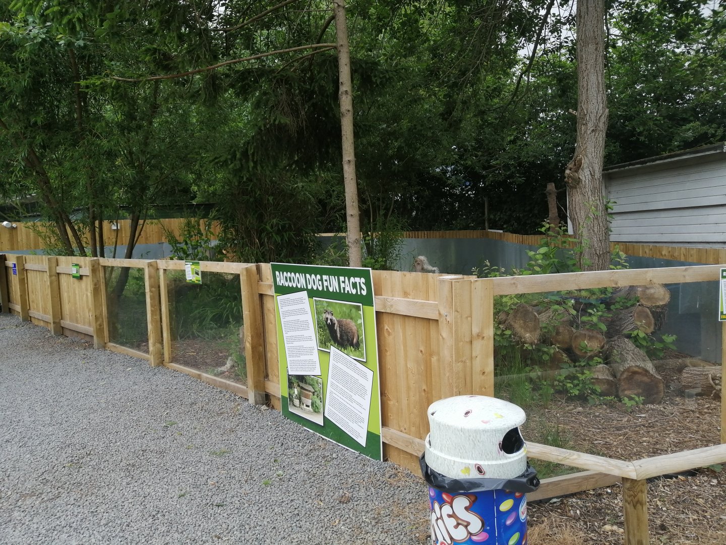 New Raccoon Dog Enclosure